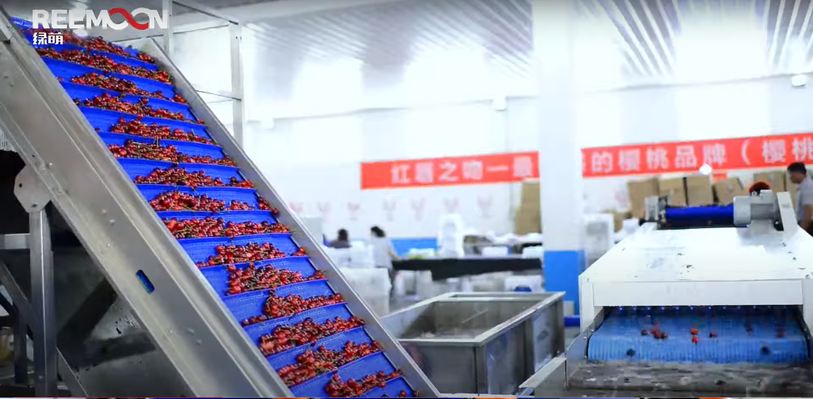 Clasificadora Cerezas